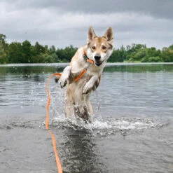 Jelly Pet Standard Dog Leash -Cherrybrook Sales 2024 1568 JellyPet Leash LifeStyle1 72187.1690995086