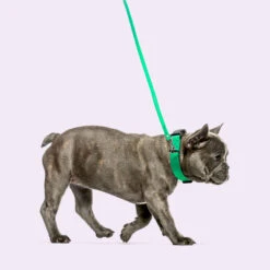 Jelly Pet Standard Dog Leash -Cherrybrook Sales 2024 1568 JellyPet Leash LifeStyle2 99714.1690995098