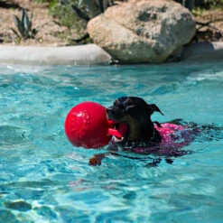 Jolly Pets Tug-N-Toss Ball -Cherrybrook Sales 2024 26 743 Pool 30651.1634300894