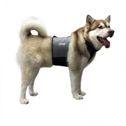 Cooler Dog Cooling Vest And Collar 18 Cooler Dog Cooling Vest And Collar -Cherrybrook Sales 2024 40 CD01 LG on dog 79671.1531335037