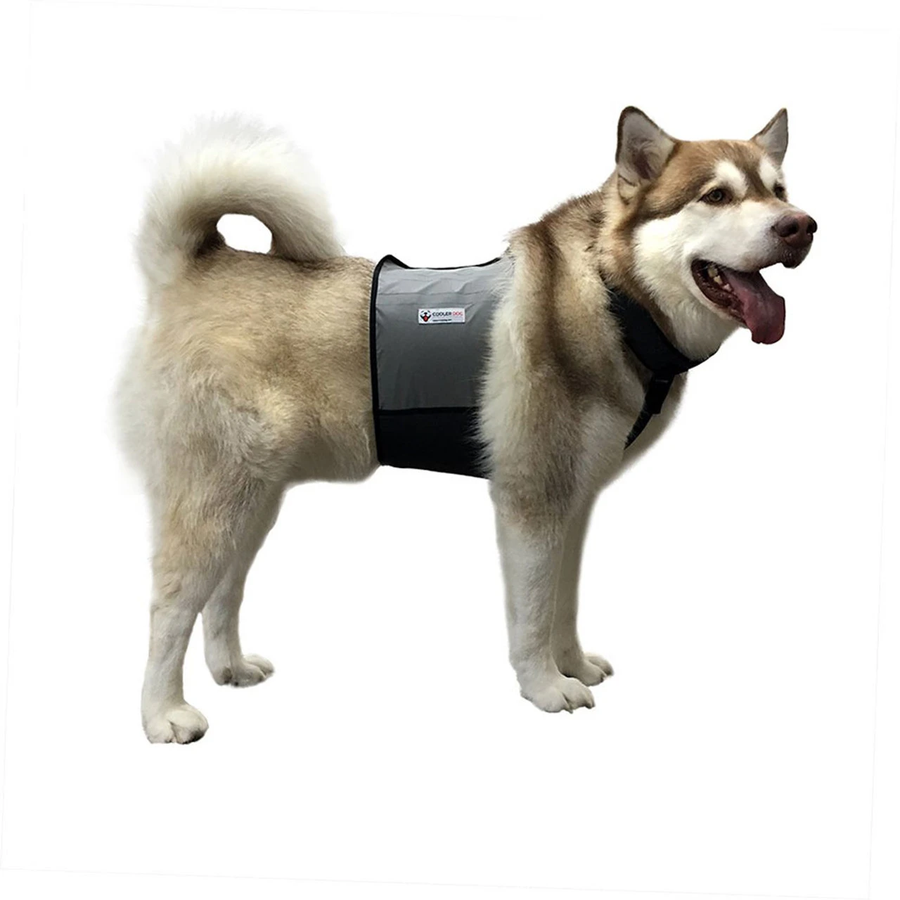 Cooler Dog Cooling Vest And Collar 9 Cooler Dog Cooling Vest And Collar - Image 9