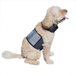 Cooler Dog Cooling Vest And Collar 14 Cooler Dog Cooling Vest And Collar -Cherrybrook Sales 2024 40 CD01 SM on dog 02801.1531335037