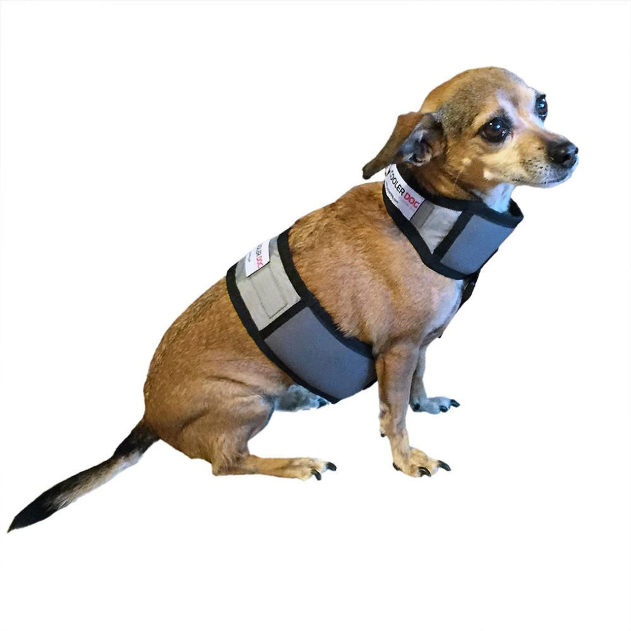 Cooler Dog Cooling Vest And Collar 3 Cooler Dog Cooling Vest And Collar - Image 3