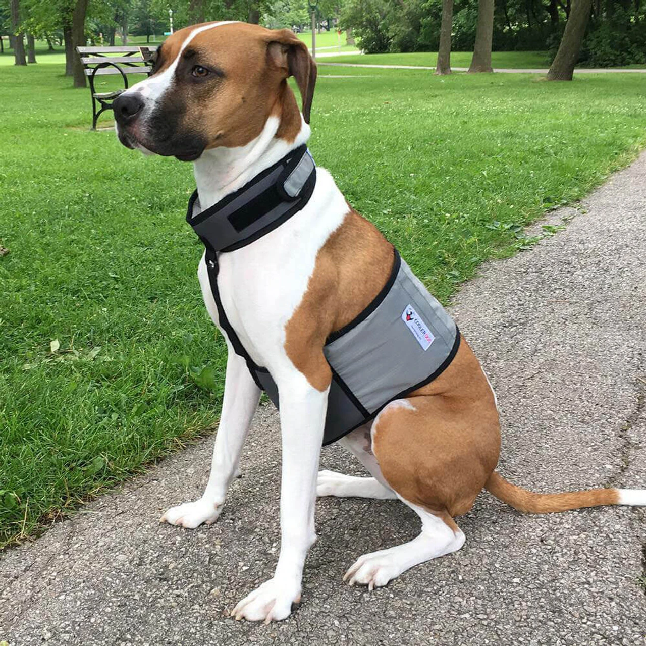 Cooler Dog Cooling Vest And Collar 1 Cooler Dog Cooling Vest And Collar