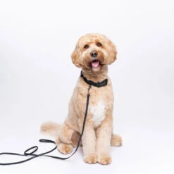 Jelly Pet Standard Dog Leash -Cherrybrook Sales 2024 JellyPet Lifestyle CollarxLeash Black 45800.1690995123