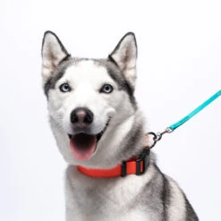 Jelly Pet Standard Dog Leash -Cherrybrook Sales 2024 JellyPet Lifestyle CollarxLeash CloseUp 03497.1690995142