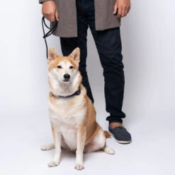 Jelly Pet Standard Dog Leash -Cherrybrook Sales 2024 JellyPet Lifestyle CollarxLeash 62093.1690995109